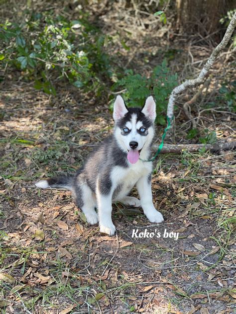 Florida Husky Puppies Siberian Husky Puppies For Sale In Ocala FL