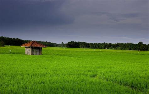 Paddy Field Wallpapers Top Free Paddy Field Backgrounds Wallpaperaccess