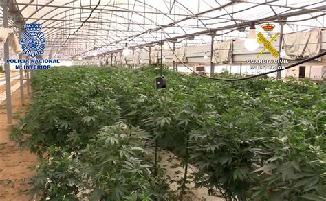 Incautan En Barcelona El Mayor Alijo De Marihuana De España En Una Plantación De Cultivo