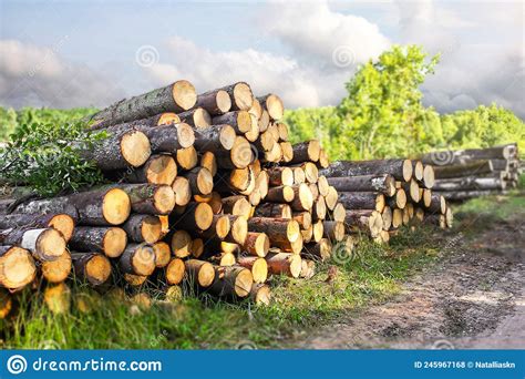 Pile Of Felled Tree Trunks Along A Rural Field Road Stock Photo