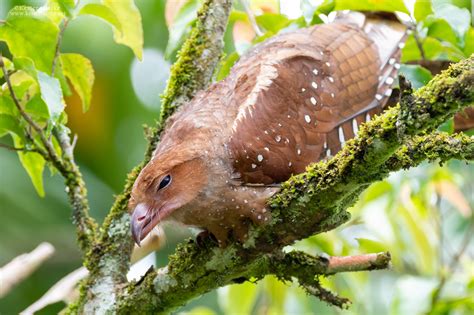 Oilbird Kester Clarke Wildlife Photography