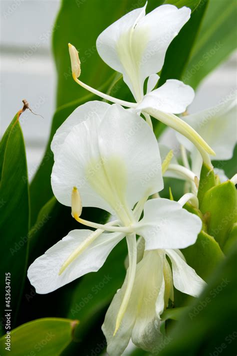 Very Aromatic White Flower Hedychium Coronarium Called Butterfly Is