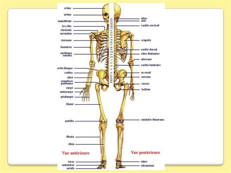 Osteologie Du Membre Inferieur Ppt Video Online T L Charger