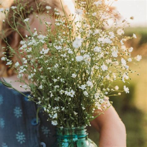 Amazon Covent Garden Baby S Breath Seeds Easy Fast To