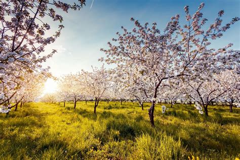 Inn The Orchard - Farm Stay, Pick Your Own Fruit