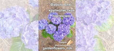 Гортензия крупнолистная купить в Новосибирске | Товары для дома и дачи ...