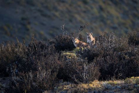 WILDLIFE of SOUTH AMERICA - wild nature photography