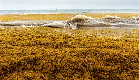 Giant Seaweed Bloom Headed For Florida Is Twice The Width Of U S