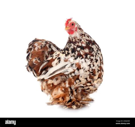 Pekin Bantam Hi Res Stock Photography And Images Alamy