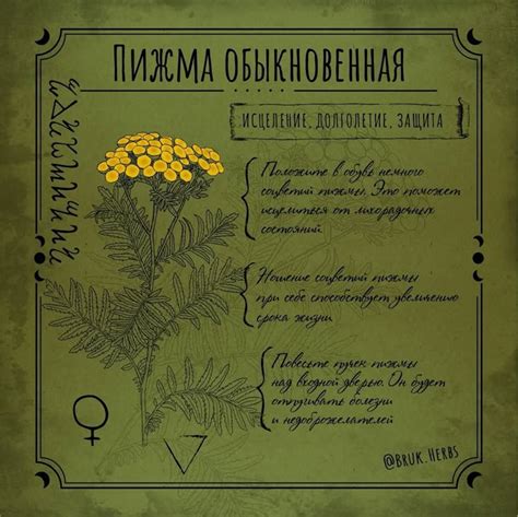 Пижма Обыкновенная | Herbal magic, Witch books, Magic herbs