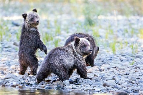 PARTNER POST: Five Percent of Canada’s Pristine Forests are Fragmented ...