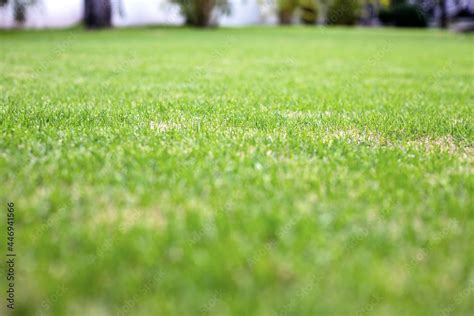 Greensward grass perspective view. Sport field or play ground closeup ...