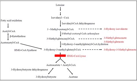 Use Of Sodium D L 3 Hydroxybutyrate As Adjunct Therapy In Two Siblings