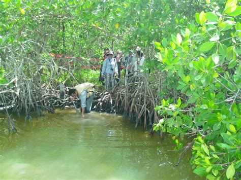 Día De La Tierra Conservar Y Restaurar Los Bosques De Manglar En Latinoamérica