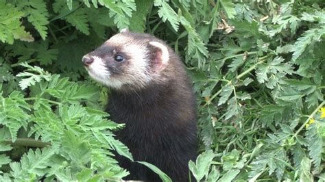 Polecat Youtube