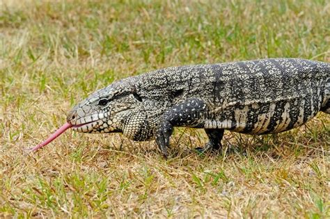 Gigante Blanco Y Negro Tegu Tupinambis Merianae O Salvator Merianae De