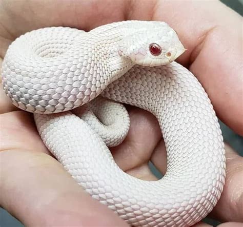 A Small White Snake Sitting In The Palm Of Someone S Hand