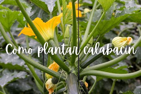 Cómo plantar calabacín PicaronaBlog