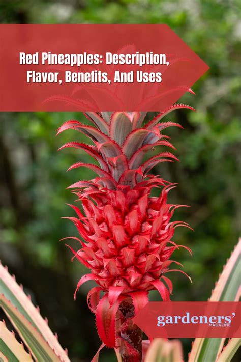 Red Pineapples: Description, Flavor, Benefits, And Uses - Gardeners ...