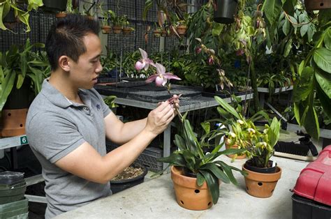 Comment faire pousser des orchidées sans arrosage pour qu elles durent