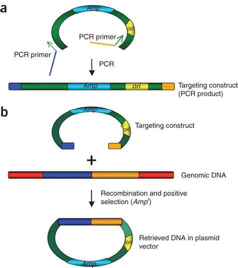 Subcloning Dna Fragments From Genomic Dna A To Subclone Or Retrieve A