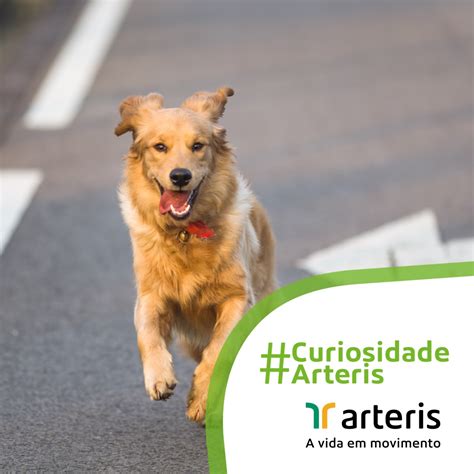 Arteris Régis on Twitter O que fazer ao encontrar um animal na