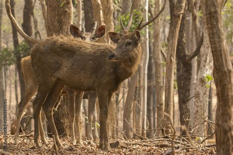 Chinkara Stock Photo | Adobe Stock