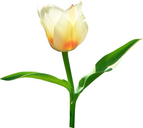 Tulip Png Image Flower Png Images Tulips Bulbous Plants