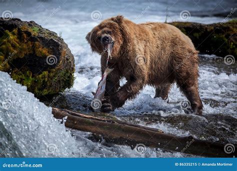 Brown Bear Eating Salmon stock image. Image of female - 86335215