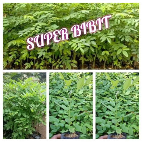 Jual Bibit Indigofera Tinggi Cm Pakan Ternak Super Full Akar Tumbuh