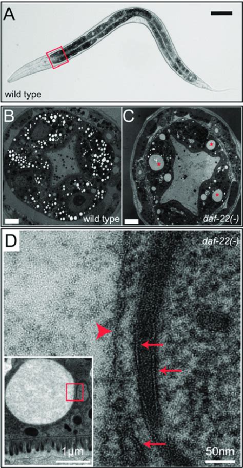 Lipid Droplets In C Elegans Intestinal Cells A A Wild Type Larval