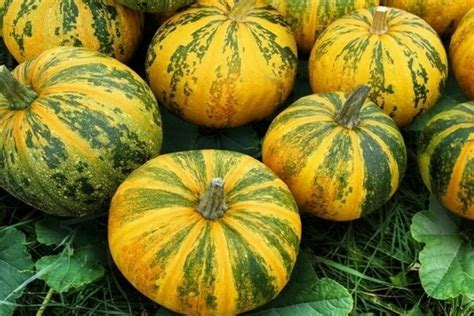 Тыква голосемянная: описание, сорта, польза и вред, выращивание