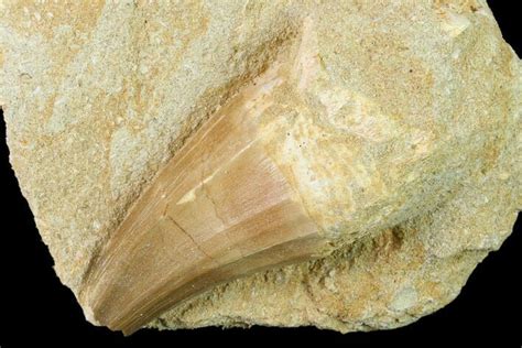 Bargain 2 6 Mosasaur Mosasaurus Tooth In Rock Morocco 140718