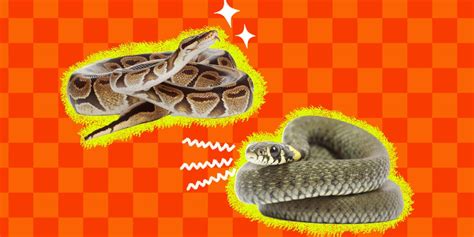 Pet Snake: How To Decide On The Best Type To Adopt - DodoWell - The Dodo