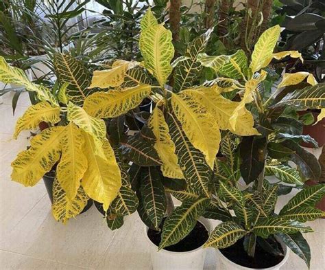 Best Croton Varieties To Grow Indoors 20 Great Types Photos Today