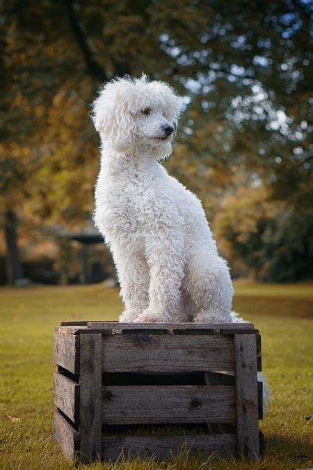 Пудель: характер, чем кормить, дрессировка | PetGlobals.com