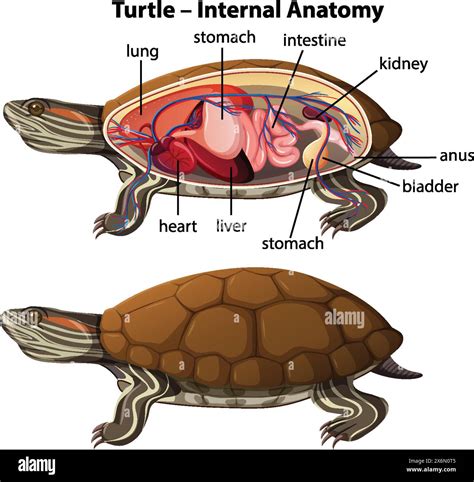 Detailed Illustration Of Turtle S Internal Organs Stock Vector Image