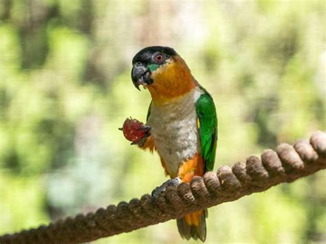 Caique De Cabeza Negra Selwo Marina