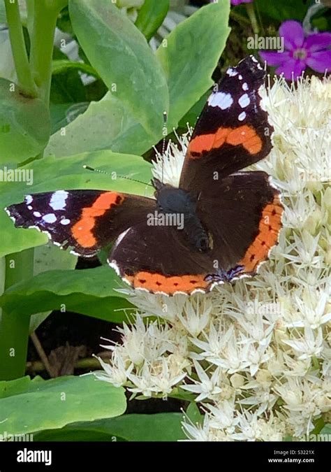 Red admiral butterfly UK Stock Photo - Alamy