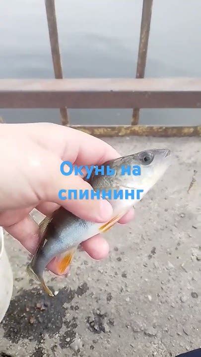 #рыбалка #мормо #fishing #рыба - YouTube