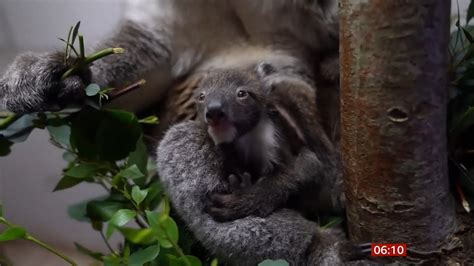 Longleat Welcomes First Southern Koala Born In Europe Uk Bbc News