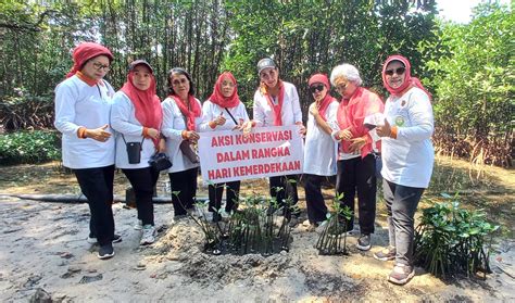 Kowani Lakukan Penanaman Mangrove Pelepasan Tukik Dan Transplantasi