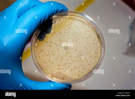 Herramientas y equipos de laboratorio biológico cerca de una mano