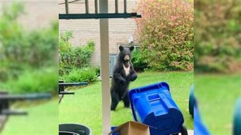 Increased bear sightings in Montgomery County point to potential ...