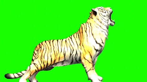 Tiger Bengal Tiger Animation Video No Copyright Free Green Screen