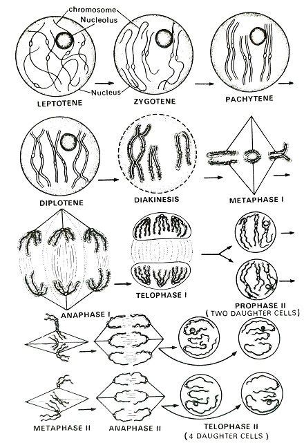 Meiosis General Introduction Phases And Diagram Meiosis Cell