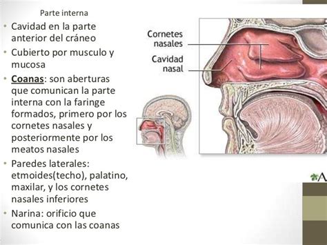 Anatomía Del Aparato Respiratorio