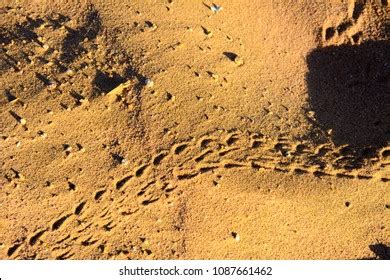 155 Snake Tracks Sand Images, Stock Photos & Vectors | Shutterstock