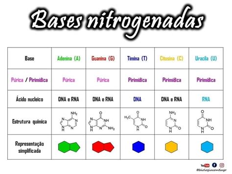 Quais São As Bases Nitrogenadas - Biologia - Existem cinco tipos principais de bases nitrogenadas ...