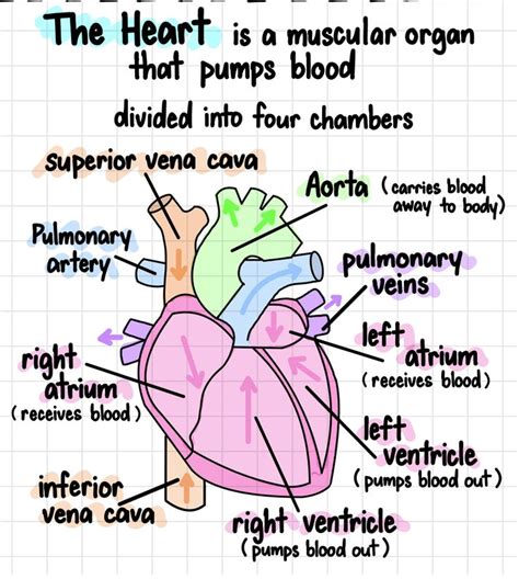 Study Biology Biology Notes Science Notes Science Biology Nursing